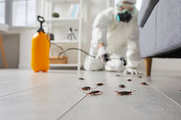 Commercial Kitchen Cockroach Control in Brocton